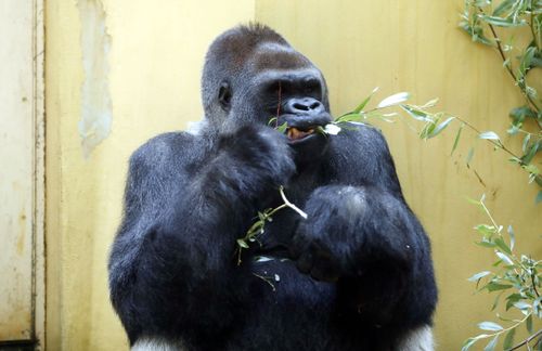 Gorilla-Silberrücken N’Gola ist eingeschläfert worden – er war für die europäische Reservepopulation nicht mehr relevant.