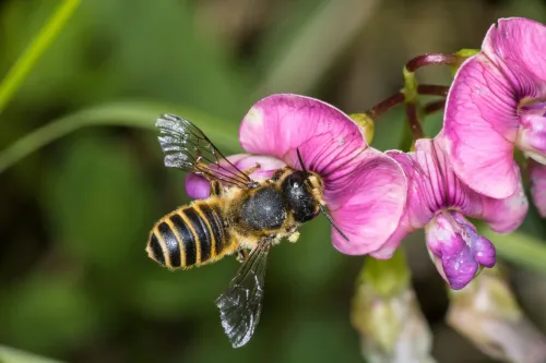 Der Name verrät den Lebensraum dieser Wildbiene: Heide-Blattschneiderbiene. Sie gilt als gefährdet, da ihre Lebensräume durch intensive Agrarwirtschaft schwinden.