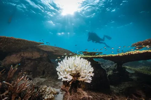 Korallenbleiche vor Djibouti nach dem El-Niño-Ereignis von 2023.