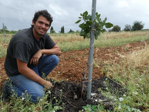 L'enologo Vincent Connes è ora favorevole anche alla coltivazione dei pistacchi
