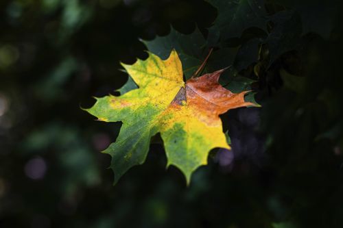 Herbstblatt