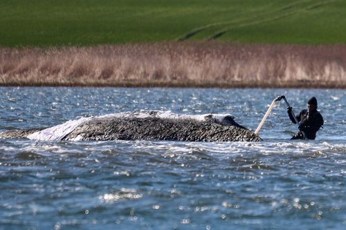 Schutz vor Sonne und Austrocknung: Der gestrandete Buckelwal wurde Ende April tagelang mit Tüchern bedeckt und mit Salzwasser besprüht.