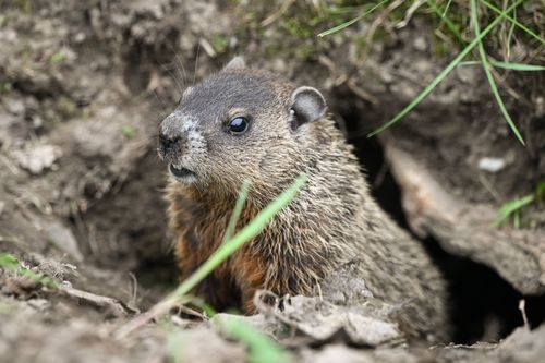 Im Hochgebirge gerät der Winterschlaf aus dem Takt: Wenn die schützende Schneedecke ausbleibt, wird selbst für das Murmeltier der Winter zur Belastungsprobe.