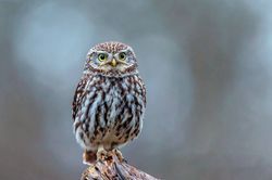 Klima-Hoffnung: Wasser aus Wüstenluft, Rückkehr seltener Tiere und uraltes Eis