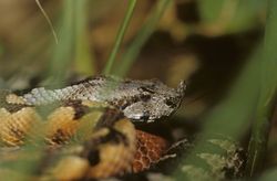 So schnell schlagen Giftschlangen zu