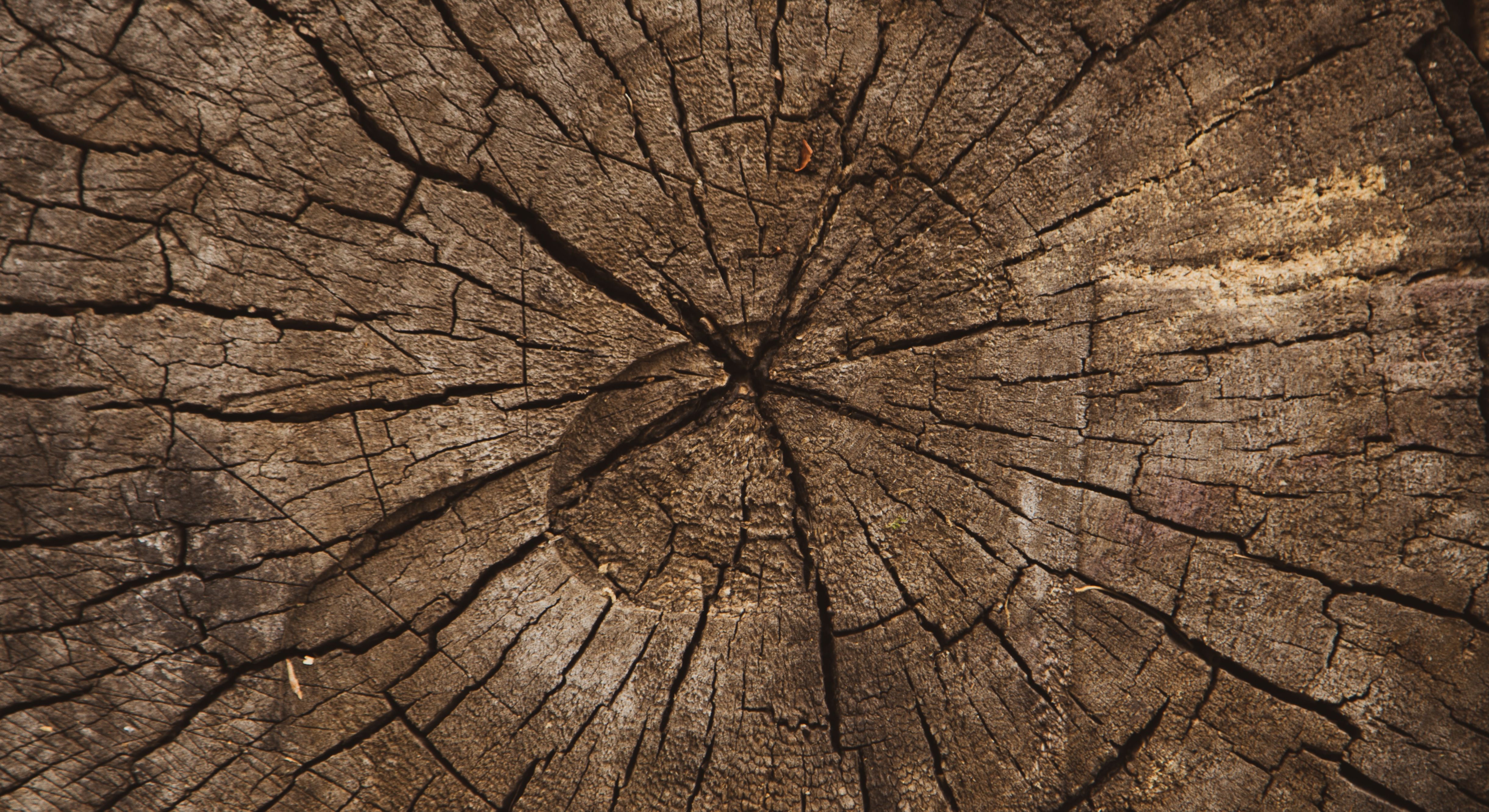 Volodymyr Hryshchenko/Pixabay